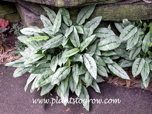 Patricia Chinese Evergreen (Aglaonema)